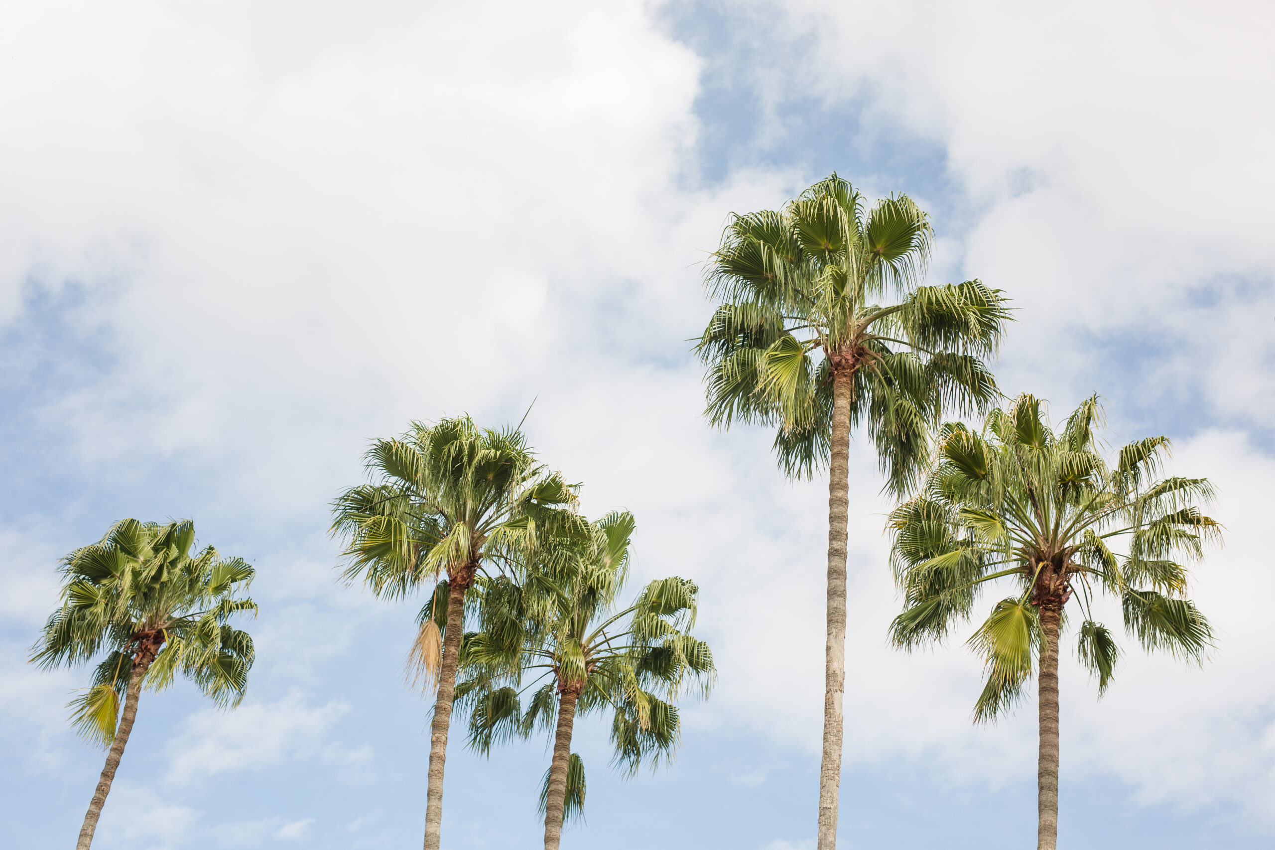 palm trees with blue sky background